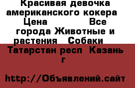 Красивая девочка американского кокера › Цена ­ 35 000 - Все города Животные и растения » Собаки   . Татарстан респ.,Казань г.